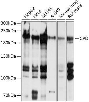 CPD Rabbit pAb
