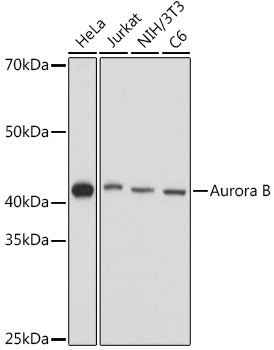 Aurora B Rabbit pAb