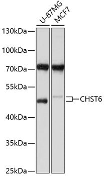 CHST6 Rabbit pAb