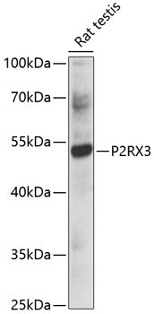 P2RX3 Rabbit pAb