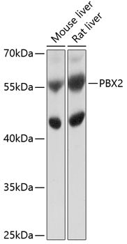 PBX2 Rabbit pAb