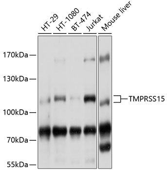 TMPRSS15 Rabbit pAb