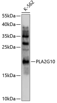 PLA2G10 Rabbit pAb