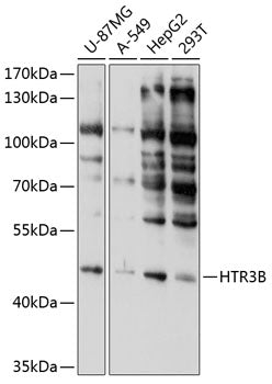 HTR3B Rabbit pAb