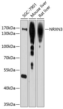 NRXN3 Rabbit pAb
