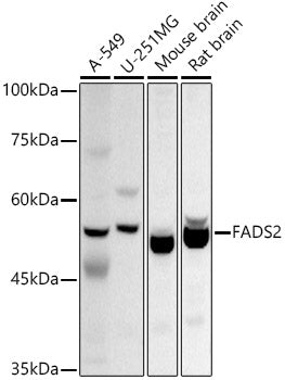 FADS2 Rabbit pAb