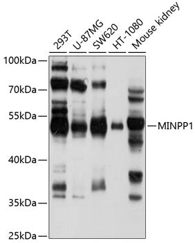 MINPP1 Rabbit pAb