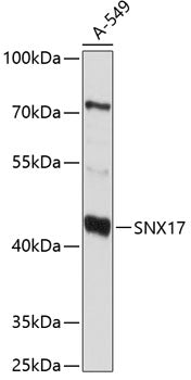 SNX17 Rabbit pAb