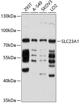 SLC23A1 Rabbit pAb