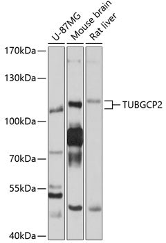 TUBGCP2 Rabbit pAb