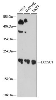 EXOSC1 Rabbit pAb