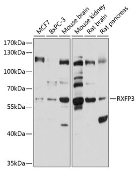 RXFP3 Rabbit pAb