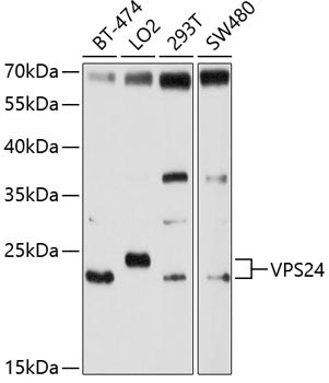 VPS24 Rabbit pAb