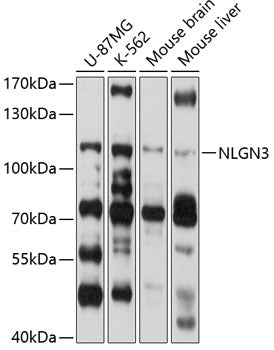NLGN3 Rabbit pAb