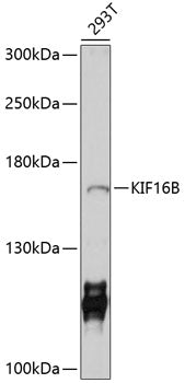 KIF16B Rabbit pAb