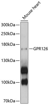 GPR126 Rabbit pAb