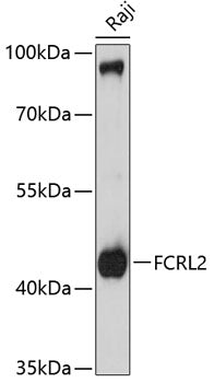 FCRL2 Rabbit pAb