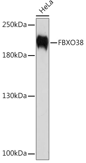 FBXO38 Rabbit pAb
