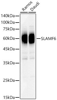 SLAMF6 Rabbit pAb