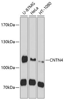 CNTN4 Rabbit pAb