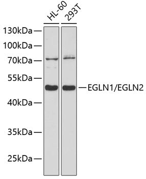 EGLN1/EGLN2 Rabbit pAb