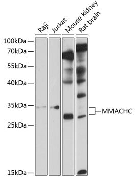 MMACHC Rabbit pAb