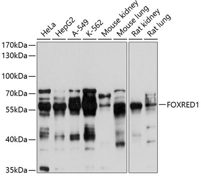 FOXRED1 Rabbit pAb