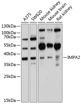 IMPA2 Rabbit pAb