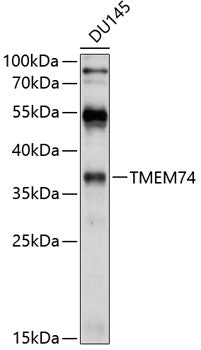 TMEM74 Rabbit pAb