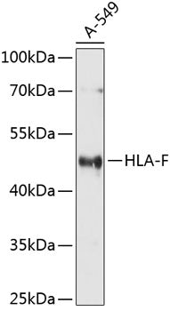 HLA-F Rabbit pAb