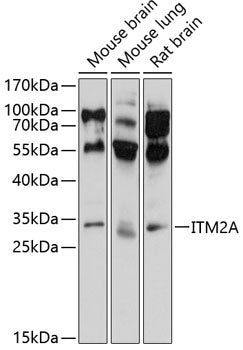 ITM2A Rabbit pAb