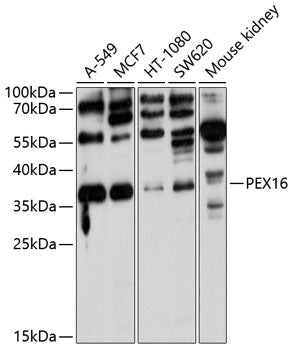 PEX16 Rabbit pAb