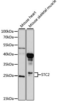 STC2 Rabbit pAb
