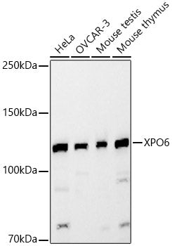 XPO6 Rabbit pAb