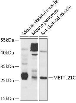 METTL21C Rabbit pAb