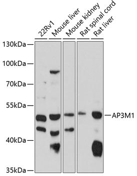 AP3M1 Rabbit pAb