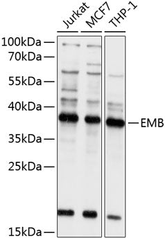 EMB Rabbit pAb
