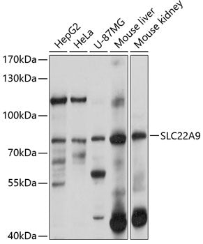 SLC22A9 Rabbit pAb