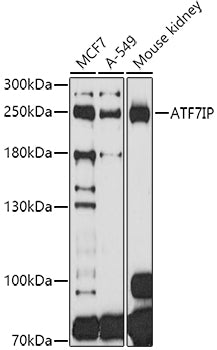 ATF7IP Rabbit pAb