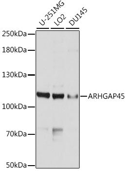 ARHGAP45 Rabbit pAb