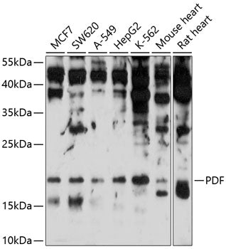 PDF Rabbit pAb