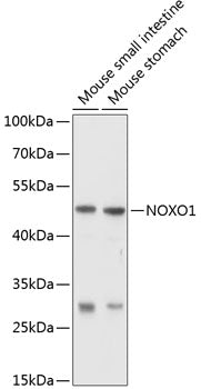 NOXO1 Rabbit pAb