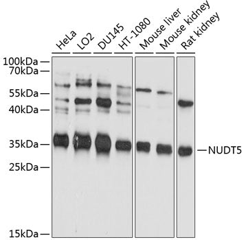 NUDT5 Rabbit pAb