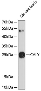 CALY Rabbit pAb
