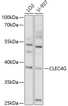 CLEC4G Rabbit pAb