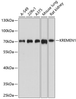 KREMEN1 Rabbit pAb