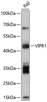 VIPR1 Rabbit pAb