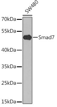 Smad7 Rabbit pAb
