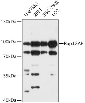 Rap1GAP Rabbit pAb
