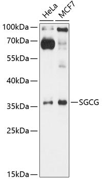 SGCG Rabbit pAb